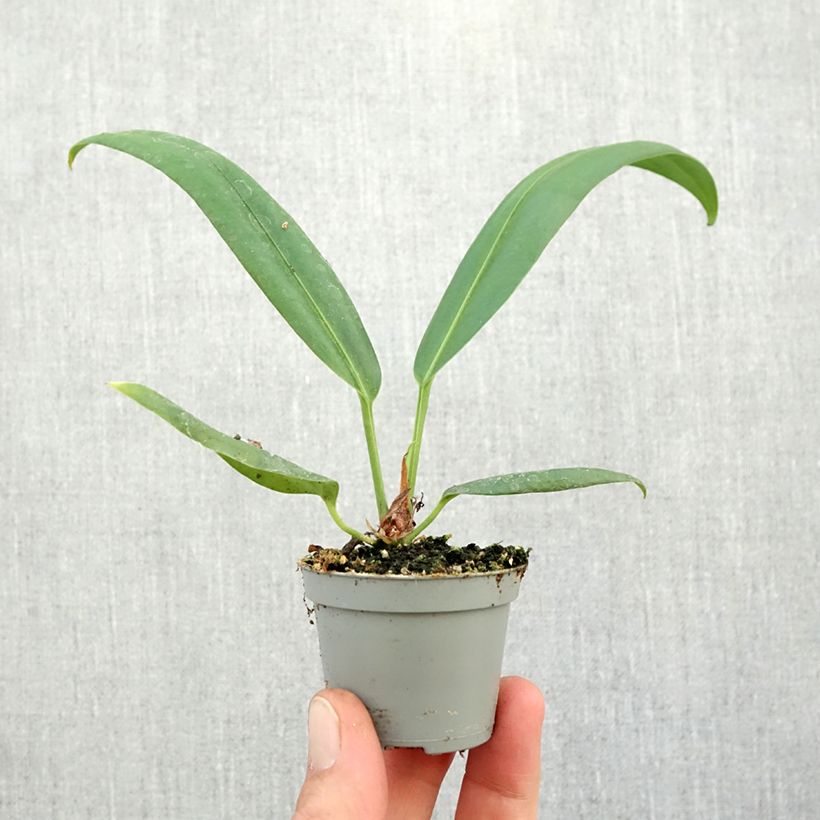 Ejemplar de Anthurium bakeri - Anturio Mini-plante entregado en otoño