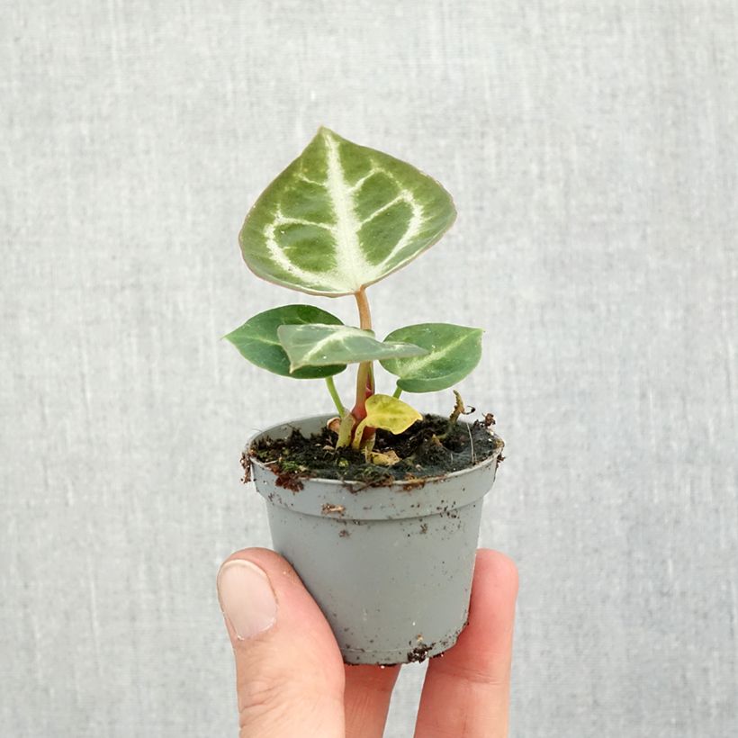 Ejemplar de Anthurium Crystal Hope - Anturio Mini-plante entregado en otoño