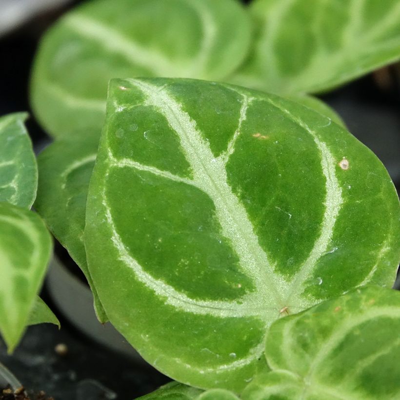 Anthurium Dorayaki x magnificum - Anturio (Follaje)