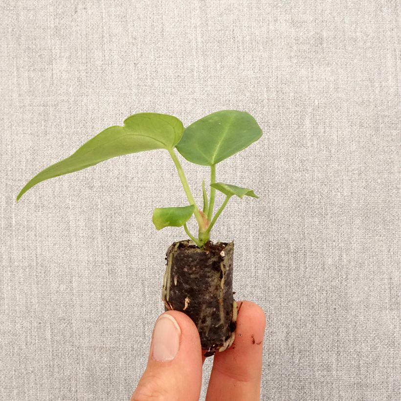 Anthurium magnificum - Anturio Mini-plante Ejemplar entregado en la primavera