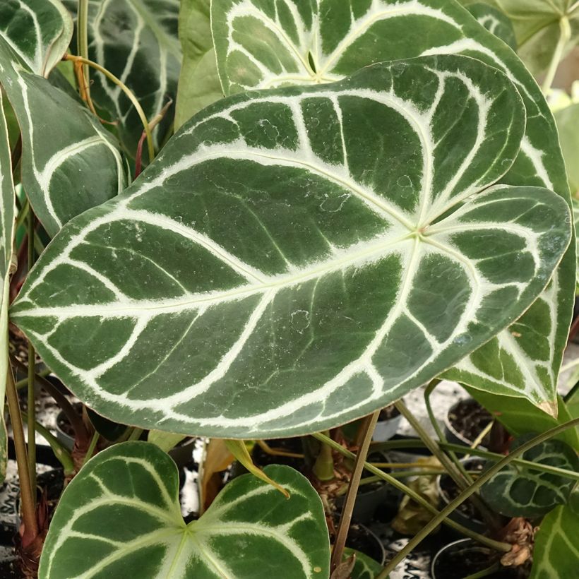 Anthurium magnificum - Anturio (Follaje)