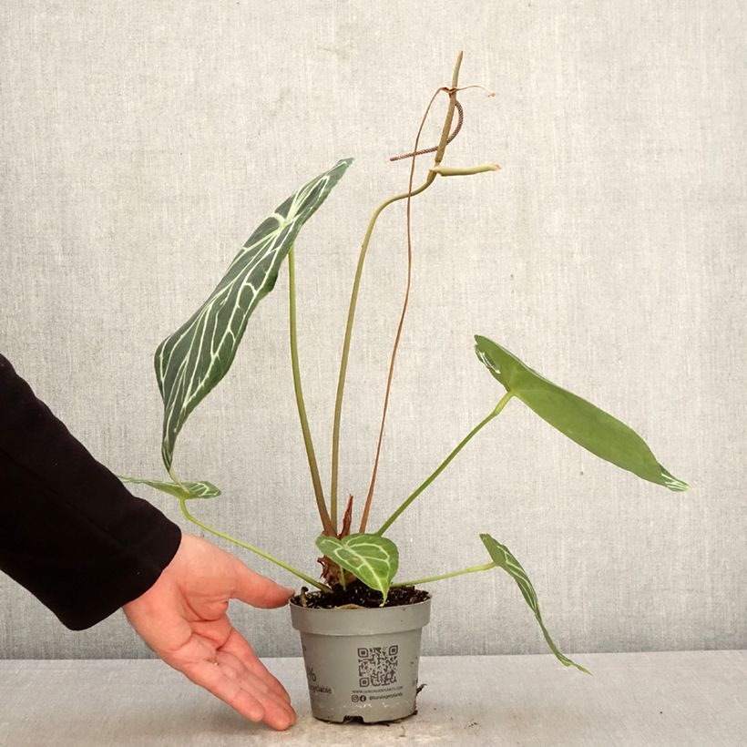 Anthurium magnificum - Anturio Maceta de 12 cm / 13 cm Ejemplar entregado en la primavera