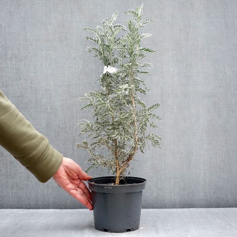 Anthyllis barba-jovis - Vulneraría Maceta 4L/5L Ejemplar entregado en invierno