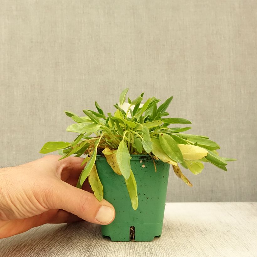 Ejemplar de Anthyllis vulneraria var. coccinea Maceta de 8/9 cm entregado en otoño