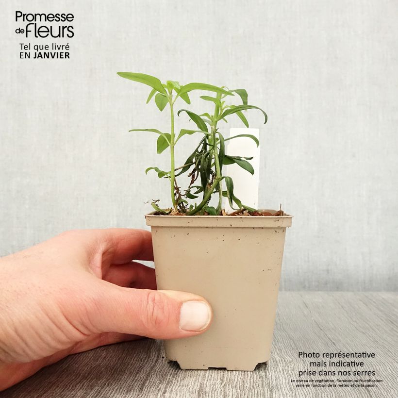 Antirrhinum Pretty in Pink Maceta de 8/9 cm Ejemplar entregado en invierno