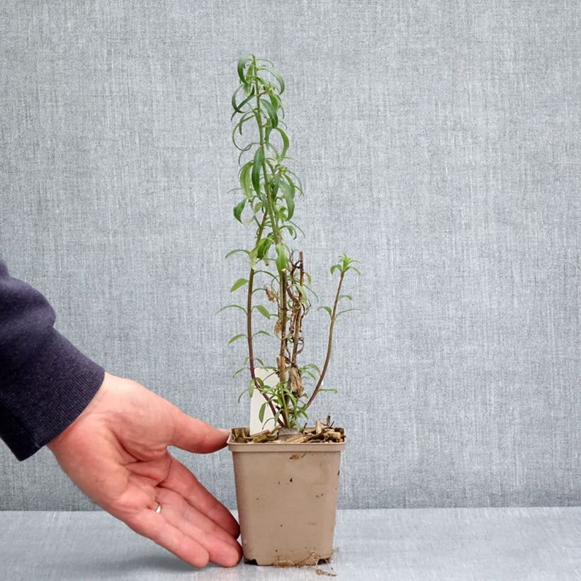 Antirrhinum Pretty in Pink Maceta de 8/9 cm Ejemplar entregado en la primavera