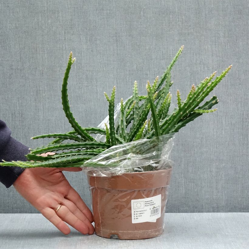 Aporophyllum malisonii Maceta 2L/3L Ejemplar entregado en la primavera