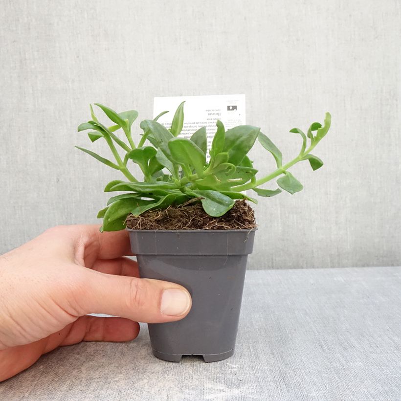 Aptenia cordifolia - Rocío Maceta de 8/9 cm Ejemplar entregado en invierno