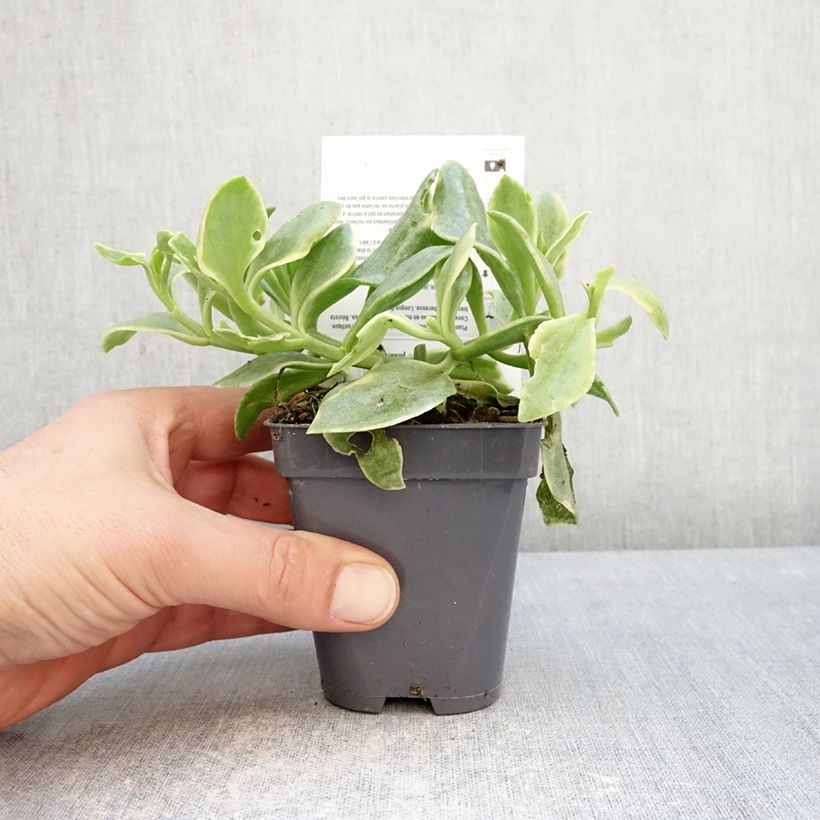 Aptenia cordifolia Variegata Maceta de 8/9 cm Ejemplar entregado en invierno