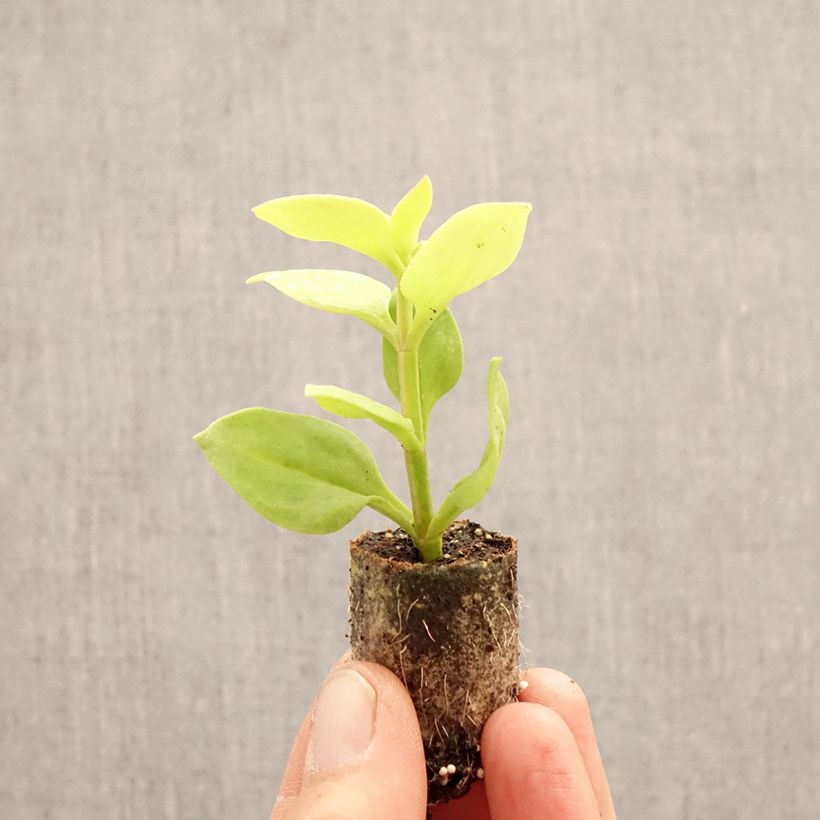 Aptenia Golden Cascade minicepellón: Ø 3/4 cm Ejemplar entregado en la primavera