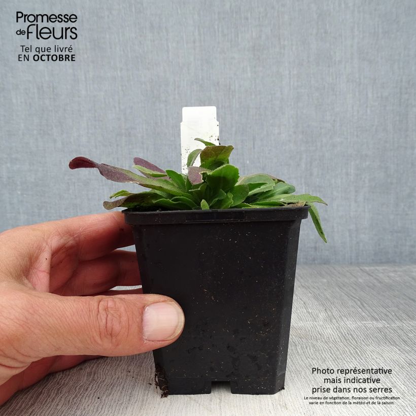 Ejemplar de Arabis blepharophylla Frühlingzauber Maceta de 8/9 cm entregado en otoño