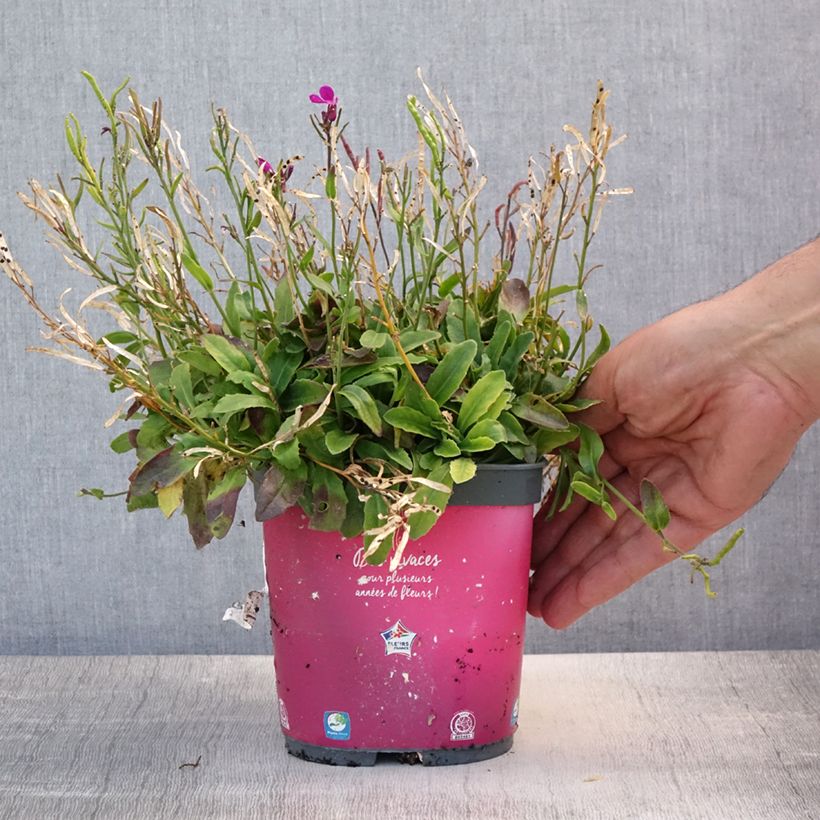 Ejemplar de Arabis blepharophylla - Arabis rosada Maceta 2L/3L entregado en verano