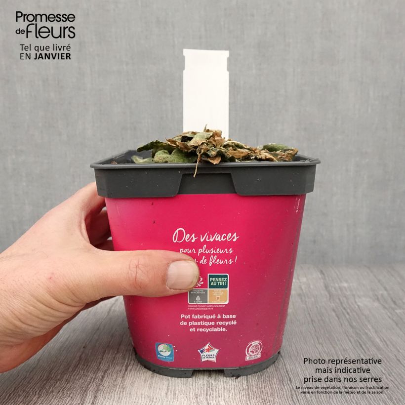 Arabis blepharophylla - Arabis rosada Maceta 2L/3L Ejemplar entregado en invierno