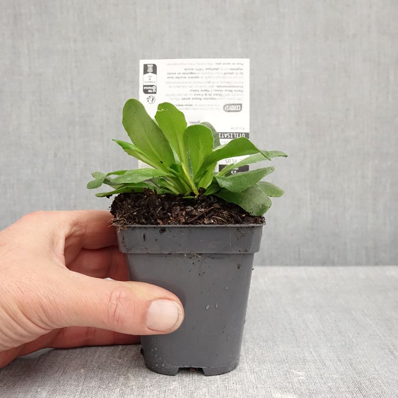 Ejemplar de Arabis blepharophylla Rose Delight Maceta de 7/8 cm entregado en otoño