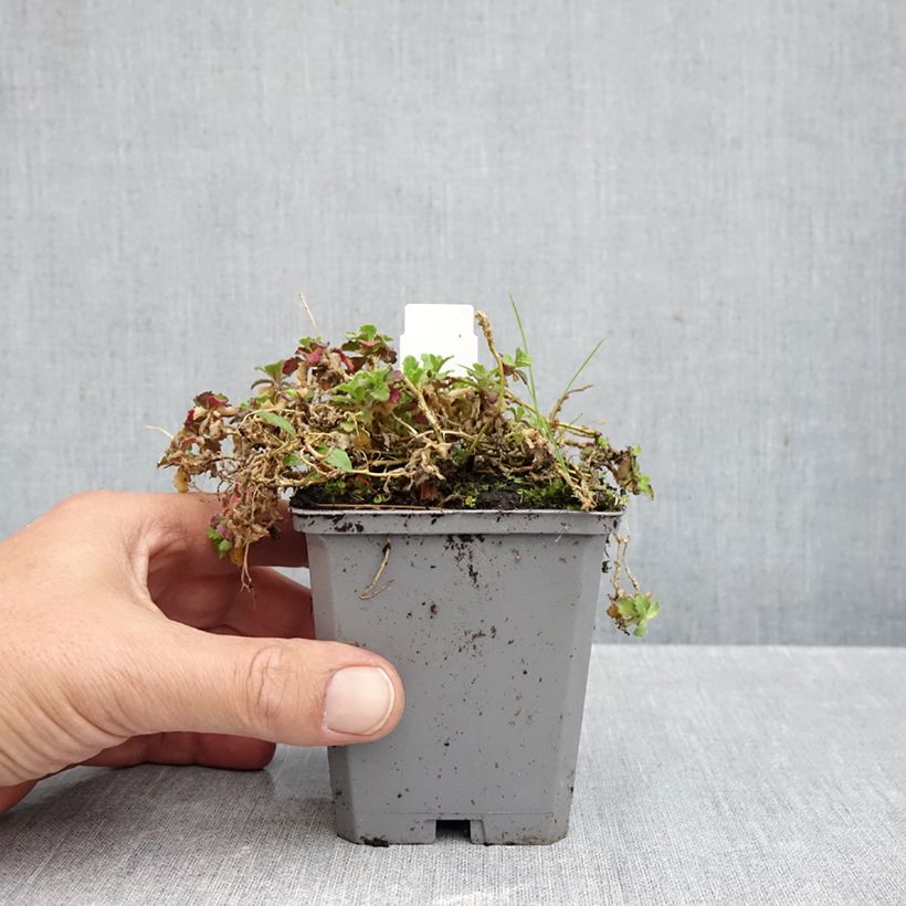 Ejemplar de Arabis caucasica Rosea Maceta de 8/9 cm entregado en otoño