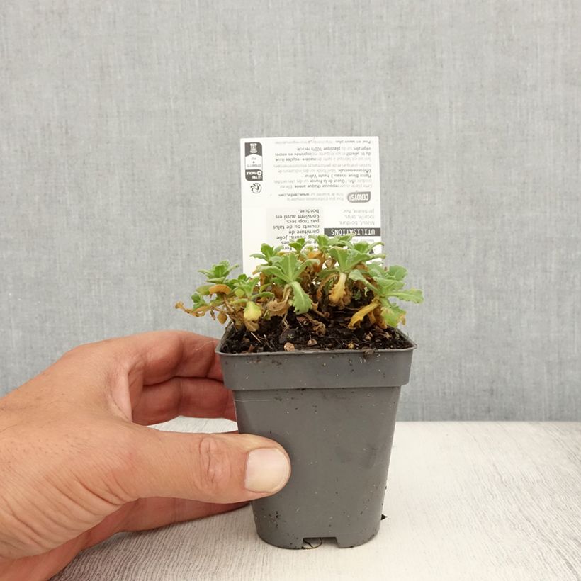 Ejemplar de Arabis caucasica Snowball Maceta de 8/9 cm entregado en verano