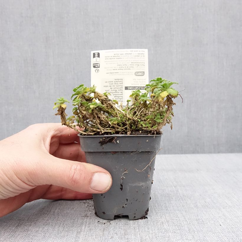 Arabis caucasica Snowball Maceta de 8/9 cm Ejemplar entregado en invierno