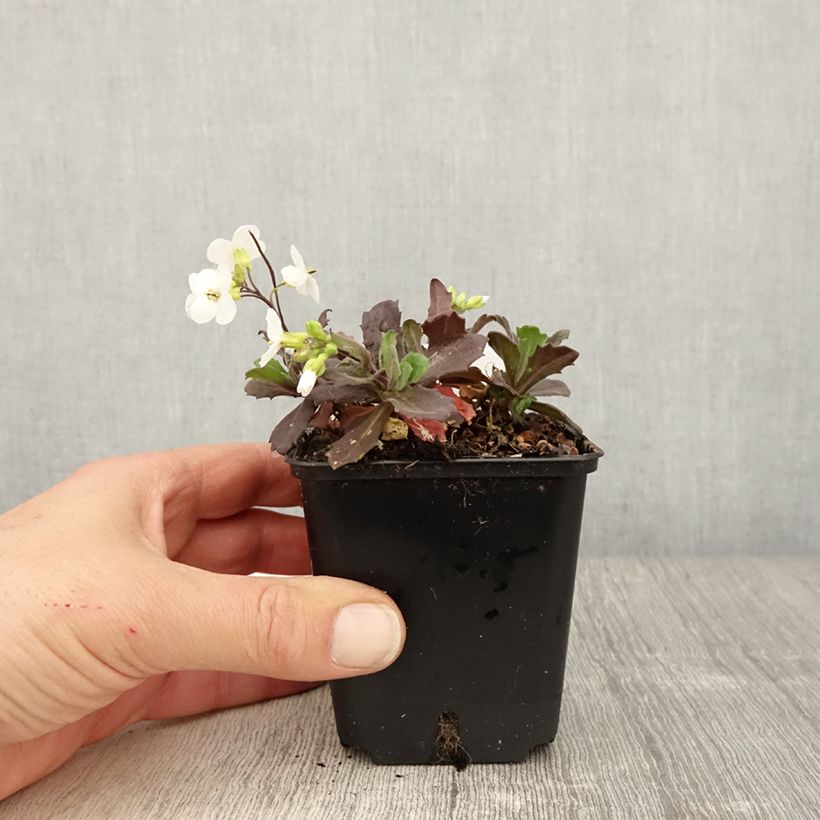 Arabis caucasica Snowball Maceta de 8/9 cm Ejemplar entregado en la primavera