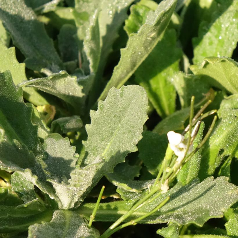Arabis caucasica Snowcap (Follaje)