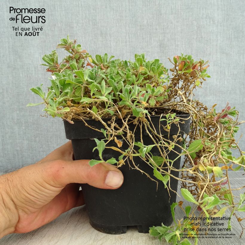 Ejemplar de Arabis caucasica Snowcap Maceta 2L/3L entregado en verano