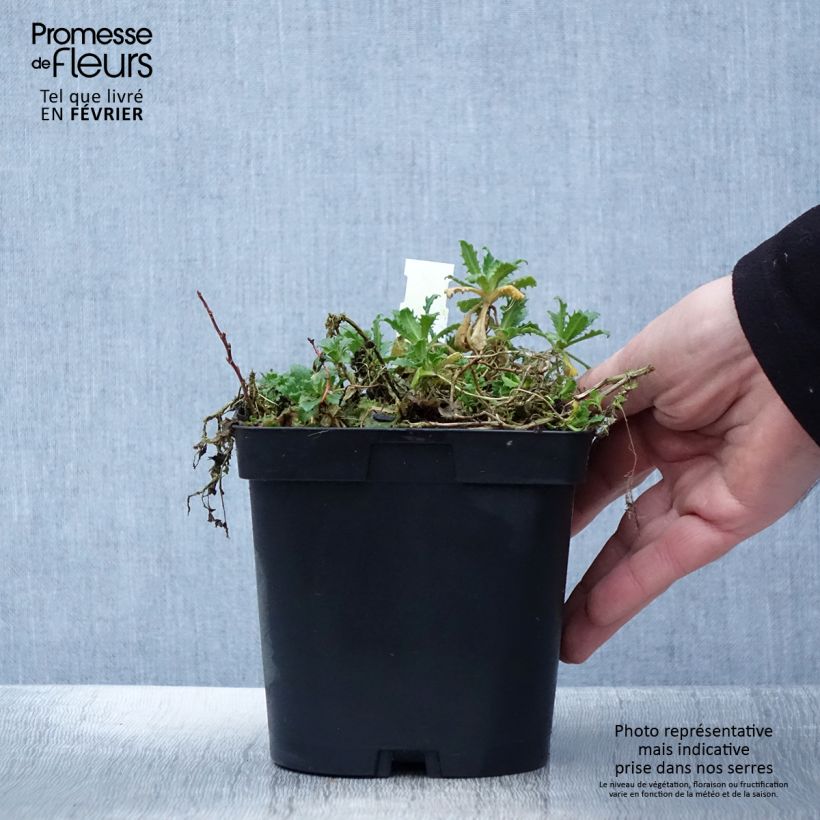 Arabis caucasica Snowcap Maceta 2L/3L Ejemplar entregado en invierno