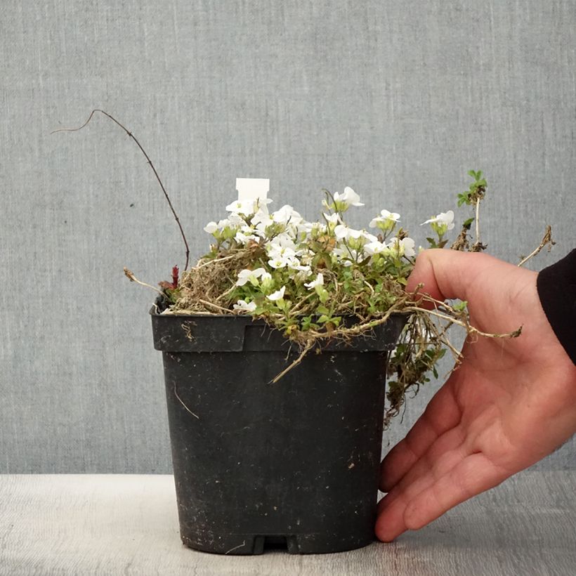 Arabis caucasica Snowcap Maceta 2L/3L Ejemplar entregado en la primavera