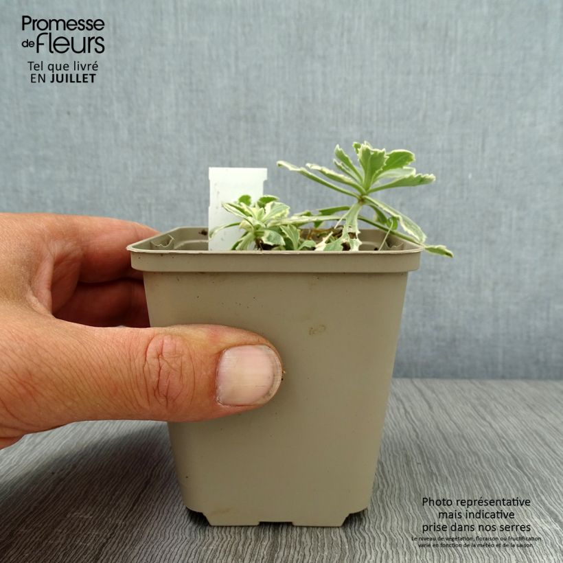 Ejemplar de Arabis caucasica Variegata Maceta de 8/9 cm entregado en verano