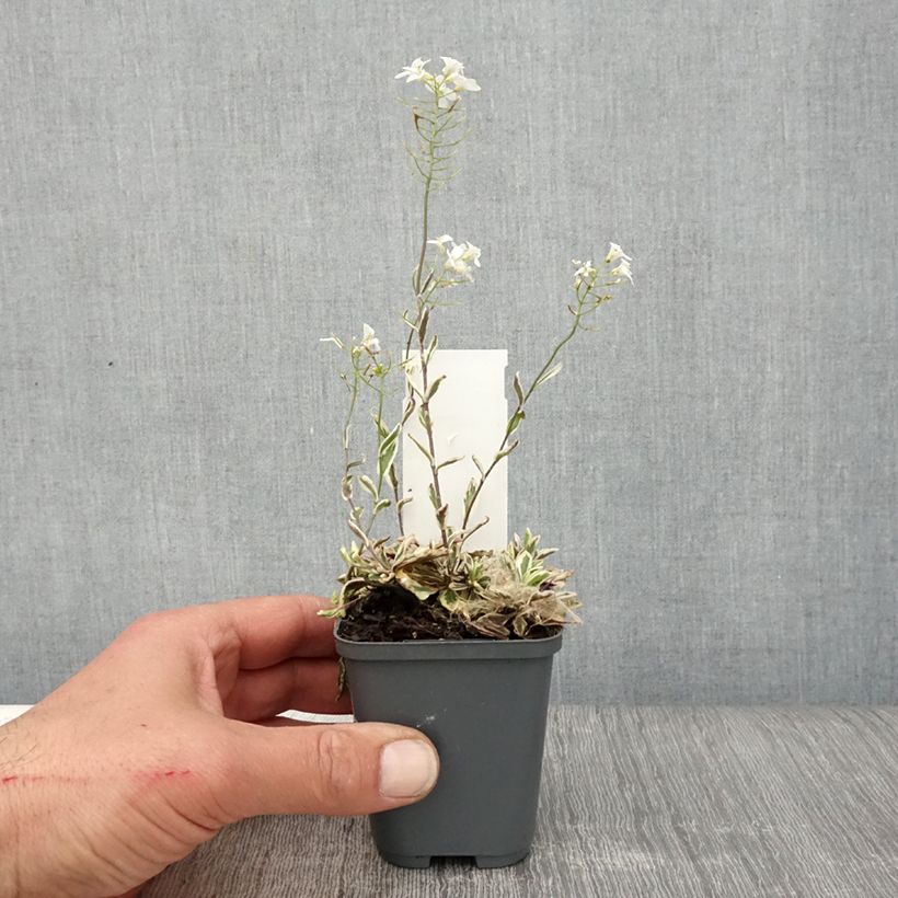 Arabis ferdinandi-coburgii Maceta de 8/9 cm Ejemplar entregado en la primavera