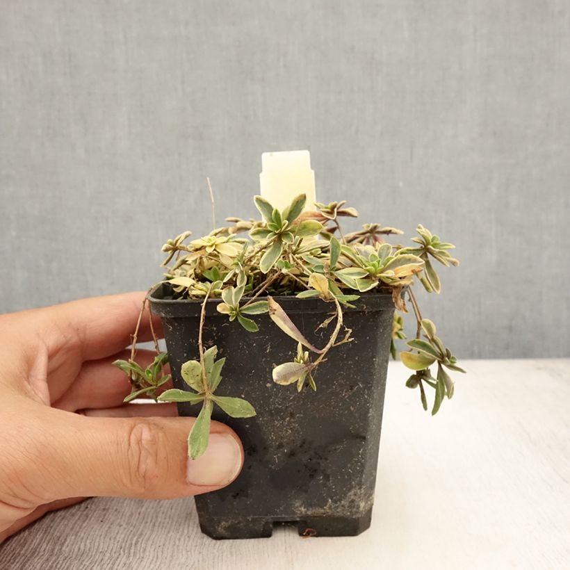 Ejemplar de Arabis ferdinandi-coburgii Old Gold Maceta de 8/9 cm entregado en verano