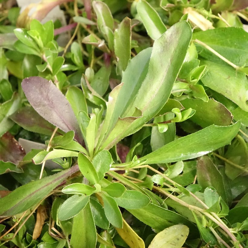 Arabis procurrens Neuschnee (Follaje)