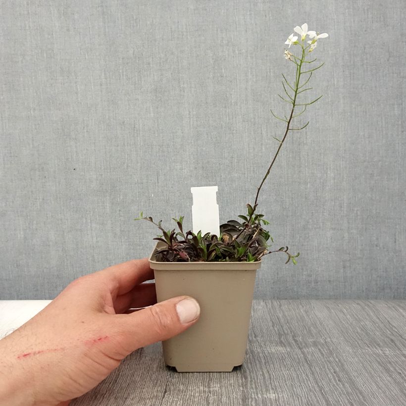 Arabis suendermannii Maceta de 8/9 cm Ejemplar entregado en la primavera