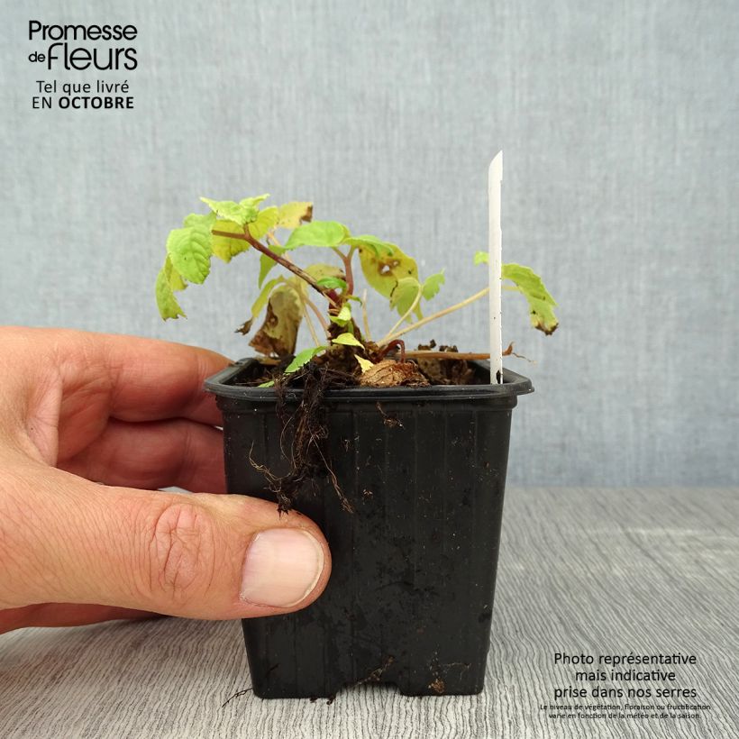 Ejemplar de Arbol de angélica japonés - Aralia cordata Sun King Maceta de 8/9 cm entregado en otoño