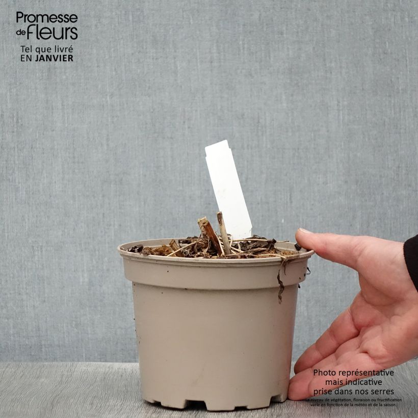 Arbol de angélica japonés - Aralia cordata Sun King Maceta 2L/3L Ejemplar entregado en invierno