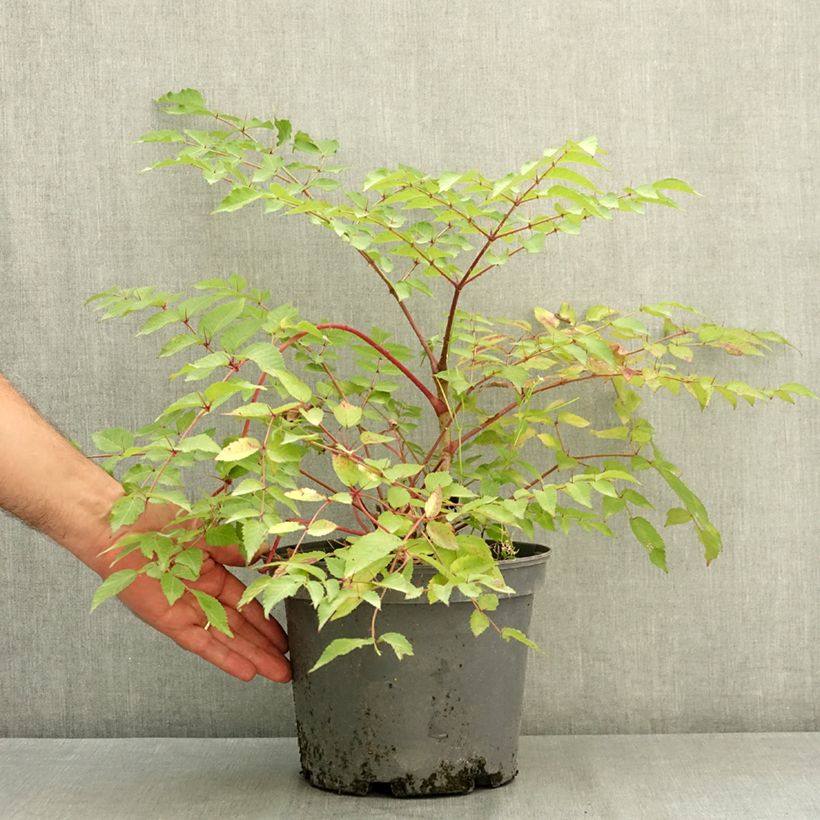 Ejemplar de Aralia elata - Angélique en arbre du Japon Pot de 3L/4L entregado en verano