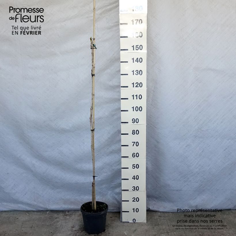 Arbol de angélica japonés - Aralia elata Maceta 3L/4L Ejemplar entregado en invierno