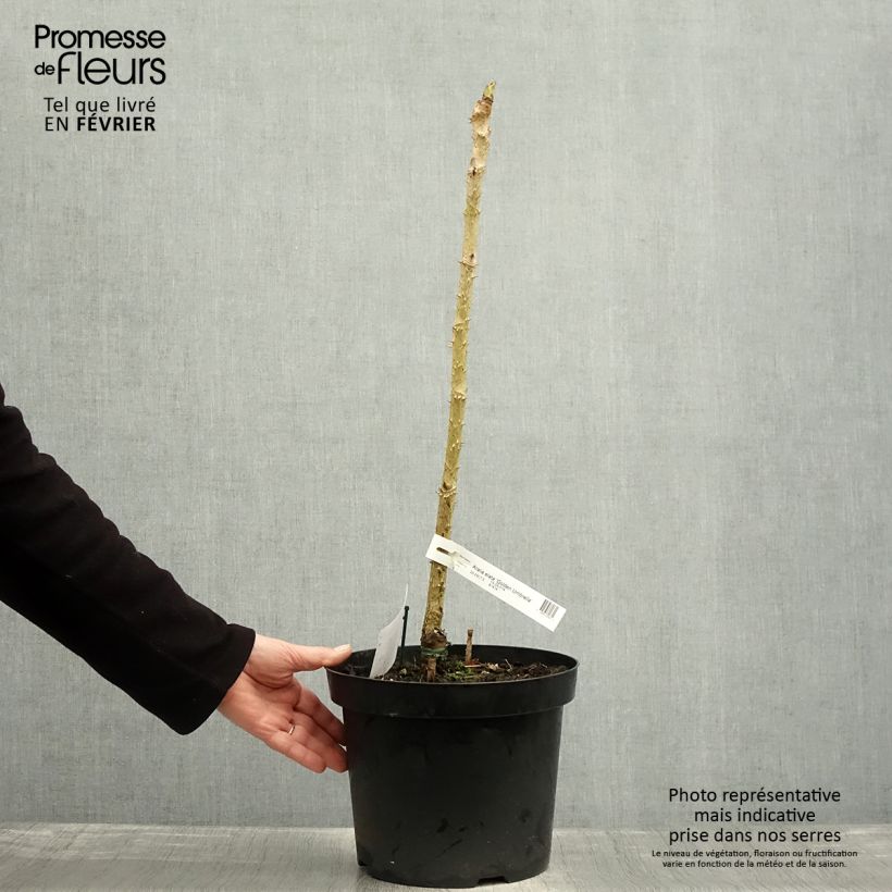 Arbol de angélica japonés - Aralia elata Golden Umbrella Maceta 7,5L/10L Ejemplar entregado en invierno