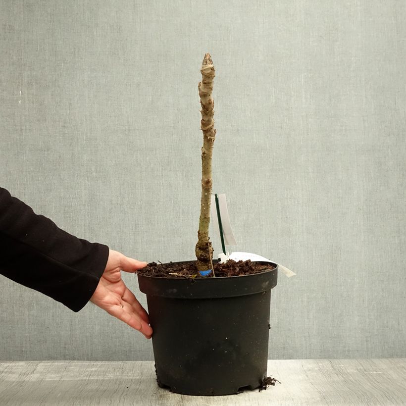 Ejemplar de Arbol de angélica japonés - Aralia elata Silver Umbrella Maceta 7,5L/10L entregado en otoño
