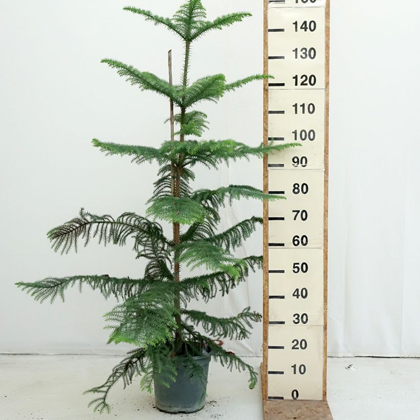 Ejemplar de Araucaria heterophylla - Pino de la isla Norfolk Maceta 7,5L/10L entregado en otoño