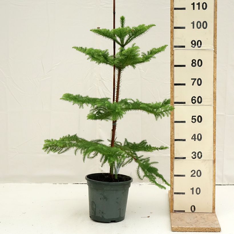 Araucaria heterophylla - Pino de la isla Norfolk Maceta 7,5L/10L Ejemplar entregado en la primavera