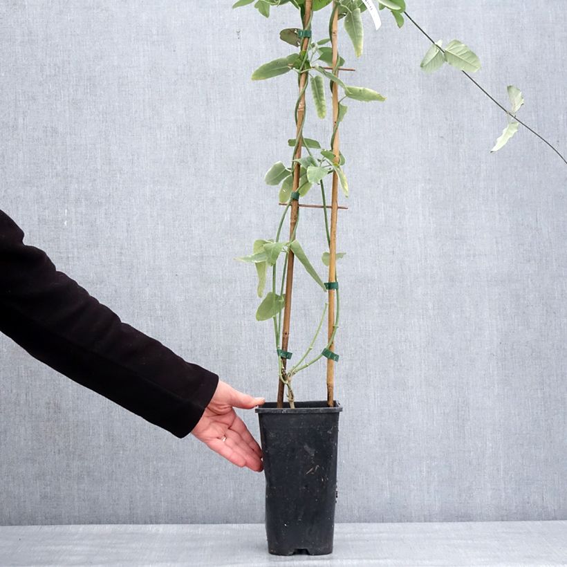 Araujia sericifera - Jazmín de Tucumán​ Maceta 2L/3L Ejemplar entregado en invierno