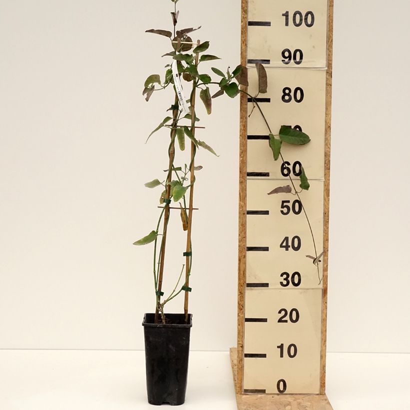 Araujia sericifera - Jazmín de Tucumán​ Maceta 2L/3L Ejemplar entregado en la primavera