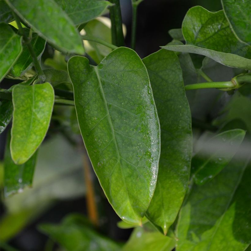 Araujia sericifera - Jazmín de Tucumán (Follaje)