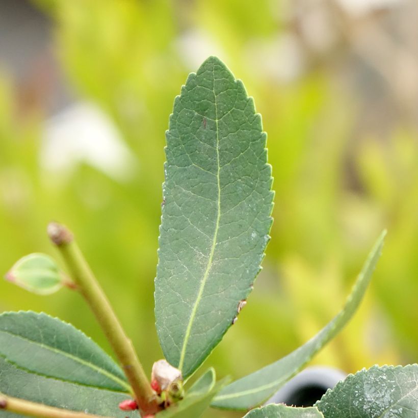 Madroño Pink Giant - Arbutus unedo (Follaje)