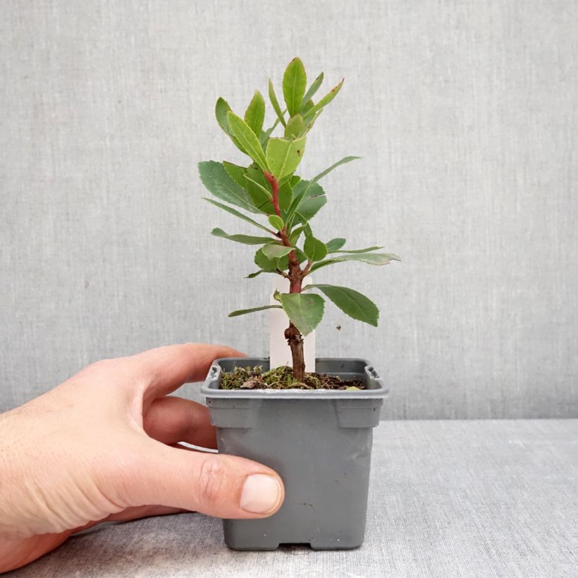 Madroño Pink Giant - Arbutus unedo Maceta de 8/9 cm Ejemplar entregado en la primavera