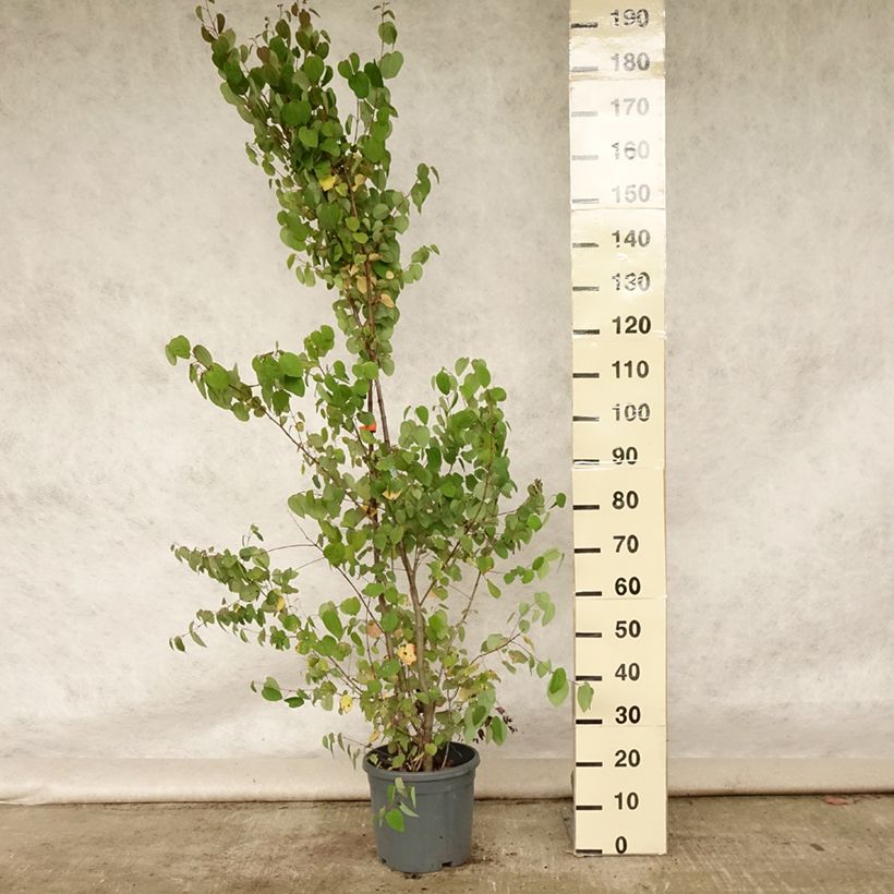 Ejemplar de Cercidiphyllum japonicum - Katsura Maceta 7,5L/10L entregado en verano