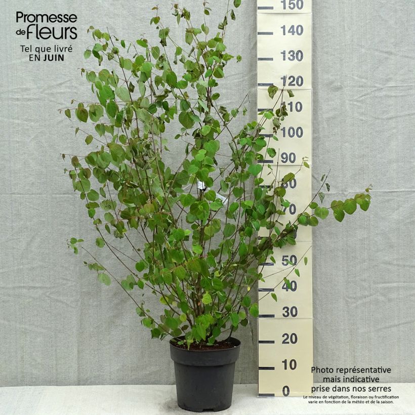 Cercidiphyllum japonicum - Katsura Maceta 7,5L/10L Ejemplar entregado en la primavera