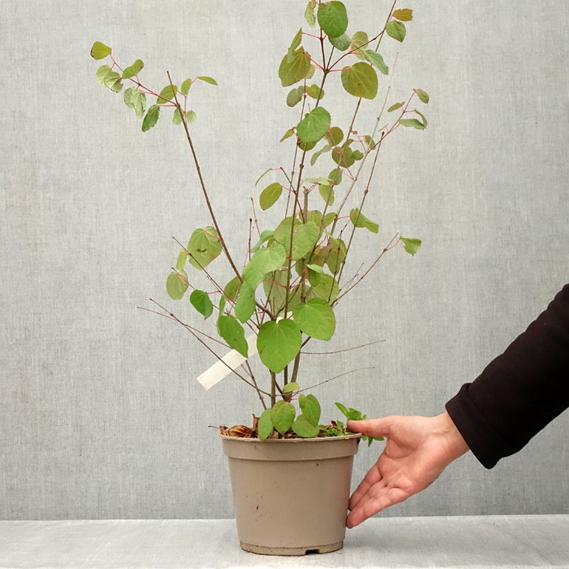 Ejemplar de Cercidiphyllum japonicum Râ - Katsura Maceta 4L/5L entregado en otoño
