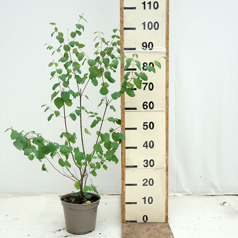 Cercidiphyllum japonicum Râ - Katsura Maceta 4L/5L Ejemplar entregado en la primavera
