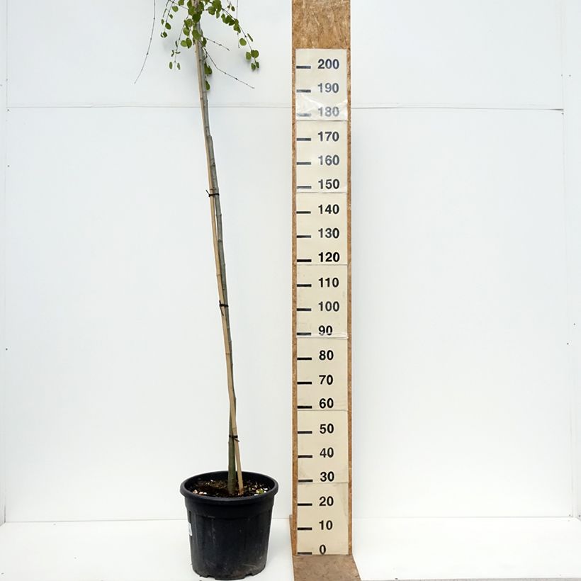 Cercidiphyllum japonicum Morioka Weeping -Katsura Maceta 30L/35L, Tallo Ejemplar entregado en la primavera