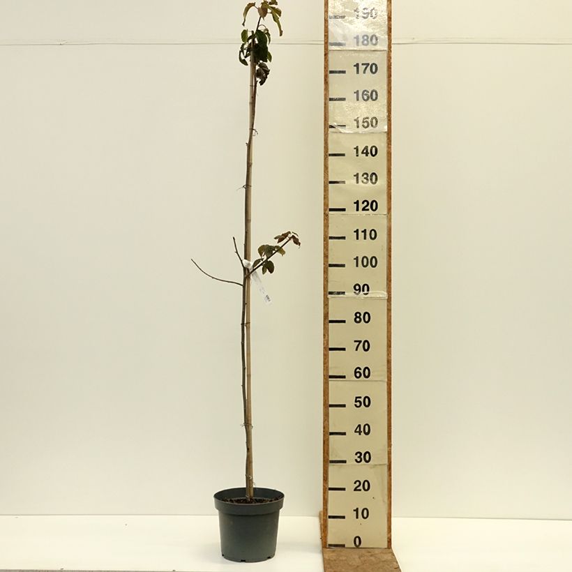 Ejemplar de Davidia involucrata - Árbol de los pañuelos Maceta 7,5L/10L entregado en otoño
